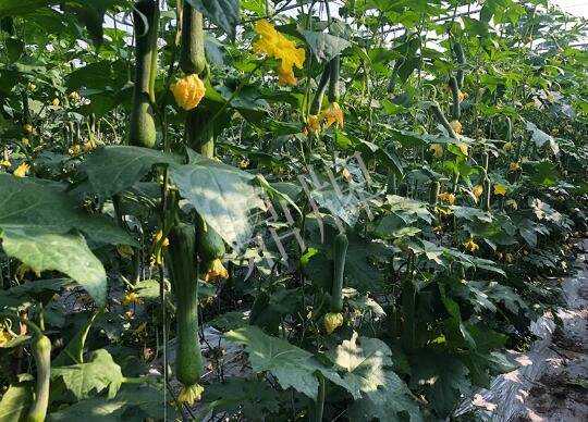 蔬菜種子種植戶客戶點(diǎn)評-種植“優(yōu)比1號”差的用戶，差到什么樣子？