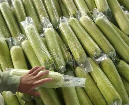 蔬菜種子種植戶客戶點評-這個絲瓜每畝能掙3萬，惠州客戶很滿意！