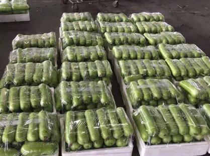 蔬菜種子種植戶客戶點評-上市早，價格好！我連續(xù)種了三年，滿意！
