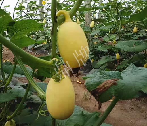 蔬菜種子種植戶客戶點評-上市了，14元/公斤。河南客戶發(fā)來…