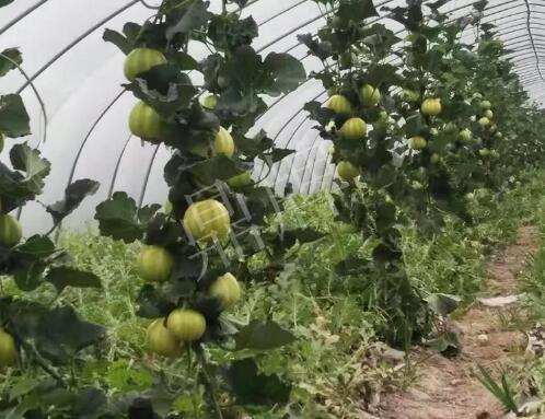 蔬菜種子種植戶客戶點評-我的乖乖，一株坐果15個，6元1斤，好賣得很！