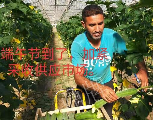 蔬菜種子種植戶客戶點評-羨慕！每公斤24元，“優(yōu)比1號”在法國的表現(xiàn)…