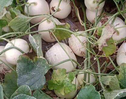 蔬菜種子種植戶客戶點評-“甜，真甜，真是甜！”