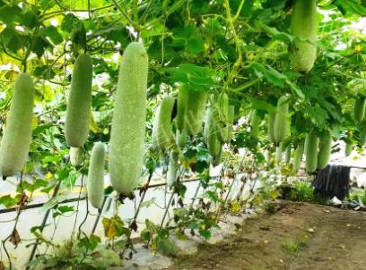 蔬菜種子種植戶客戶點評-我種的冬瓜，肉緊味甜，按個賣！