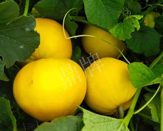 蔬菜種子種植戶客戶點評-純賺50萬，我這個“張大膽”榮光了一把！