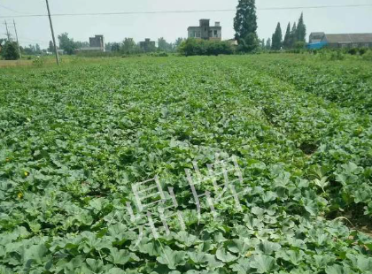 蔬菜種子種植戶客戶點評-今年秋季，什么甜瓜品種表現(xiàn)好？