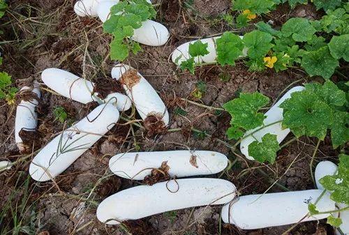 您種植過“堆堆瓜”嗎？看一看，地上全是瓜！一睹芳容