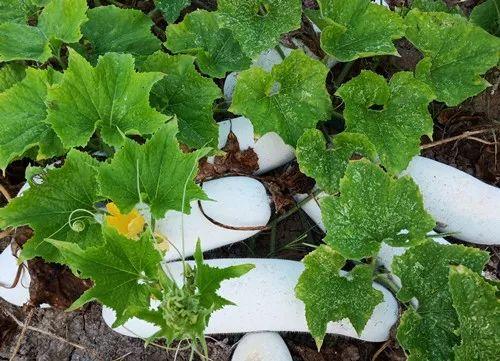 您種植過“堆堆瓜”嗎？看一看，地上全是瓜！一睹芳容
