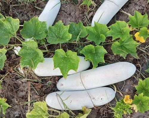 您種植過“堆堆瓜”嗎？看一看，地上全是瓜！一睹芳容