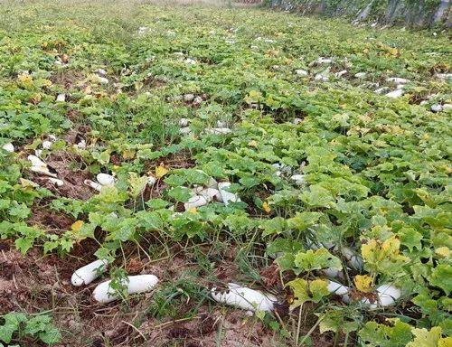 您種植過“堆堆瓜”嗎？看一看，地上全是瓜！一睹芳容