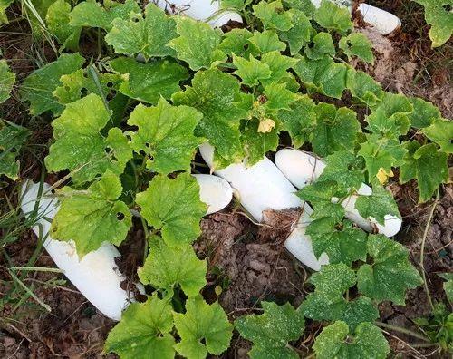 您種植過“堆堆瓜”嗎？看一看，地上全是瓜！一睹芳容