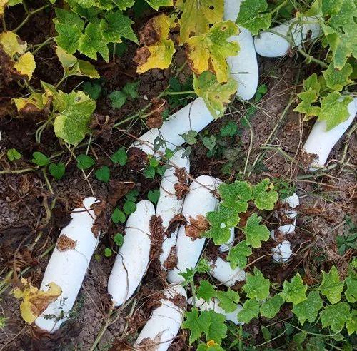 您種植過“堆堆瓜”嗎？看一看，地上全是瓜！一睹芳容