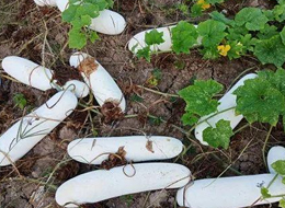 蔬菜種子種植戶客戶點評-您種植過“堆堆瓜”嗎？看一看，地上全是瓜！一睹芳容！
