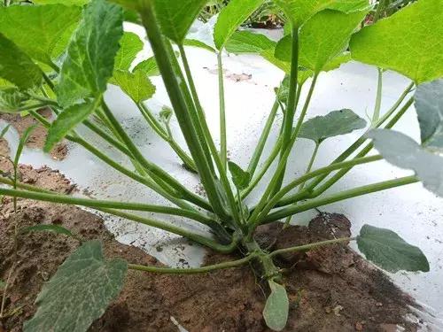 菜農(nóng)種植無需噴農(nóng)藥的蔬菜，不僅栽培簡單、而且效益高