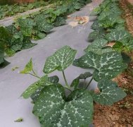 蔬菜種子種植戶客戶點評-無需噴農(nóng)藥的蔬菜，栽培簡單、效益高！