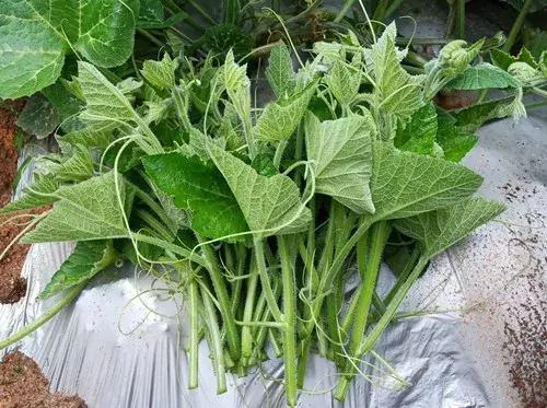 菜農(nóng)種植無需噴農(nóng)藥的蔬菜，不僅栽培簡單、而且效益高