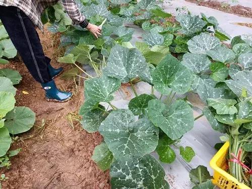 菜農(nóng)種植無需噴農(nóng)藥的蔬菜，不僅栽培簡單、而且效益高