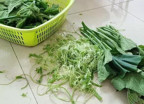菜農(nóng)種植無需噴農(nóng)藥的蔬菜，不僅栽培簡單、而且效益高