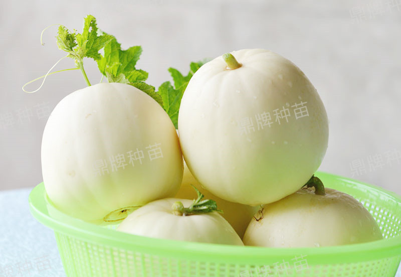 就這4個薄皮甜瓜，畝產(chǎn)萬斤很輕松，瓜果菜農(nóng)搶著種植