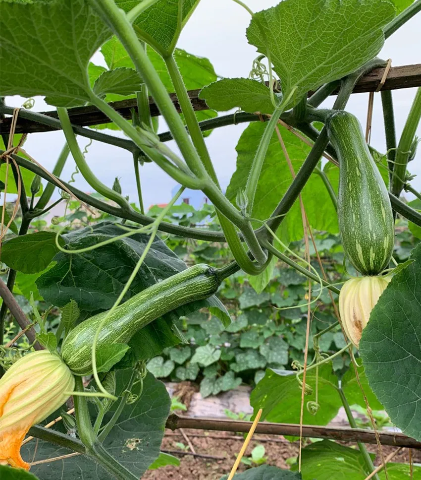 3元1斤的健美蜜本南瓜快成熟了，緬甸種植戶發(fā)來圖片與視頻