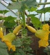 蔬菜種子種植戶客戶點評-看看菜農(nóng)劉剛建種植的“黃金筍瓜”，高產(chǎn)又高價！