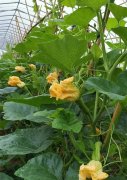 蔬菜種子種植戶客戶點評-在大棚內(nèi)栽培“健美蜜本”南瓜，怎么樣？看菜農(nóng)石昌斌發(fā)來的圖片
