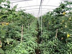 蔬菜種子種植戶客戶點評-這個品種，結(jié)瓜太夸張了！太恐怖了！
