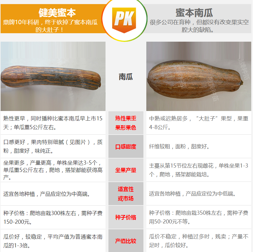 生吃都好吃南瓜新品種，沒有大肚子，肉質(zhì)更密致，農(nóng)戶試種下