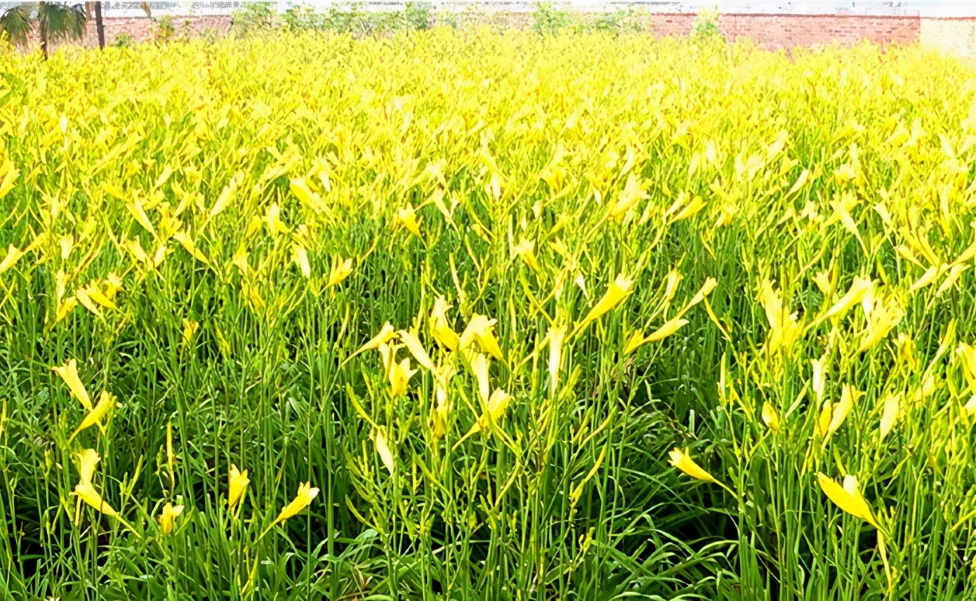 一斤接近20塊，原來(lái)它才是最火的國(guó)民蔬菜！全國(guó)都適種