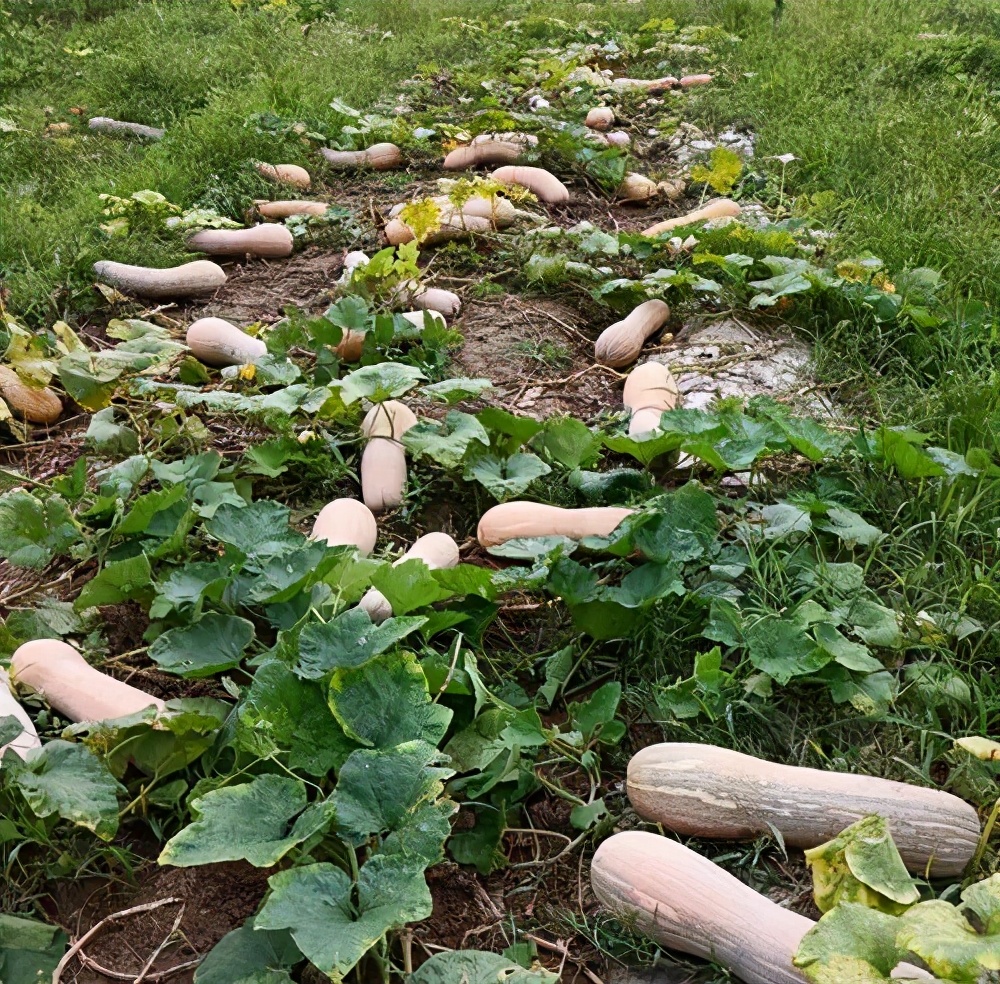 一位轉(zhuǎn)業(yè)后的特種兵，辦農(nóng)場種瓜菜，靠1個(gè)優(yōu)點(diǎn)，年賺200萬