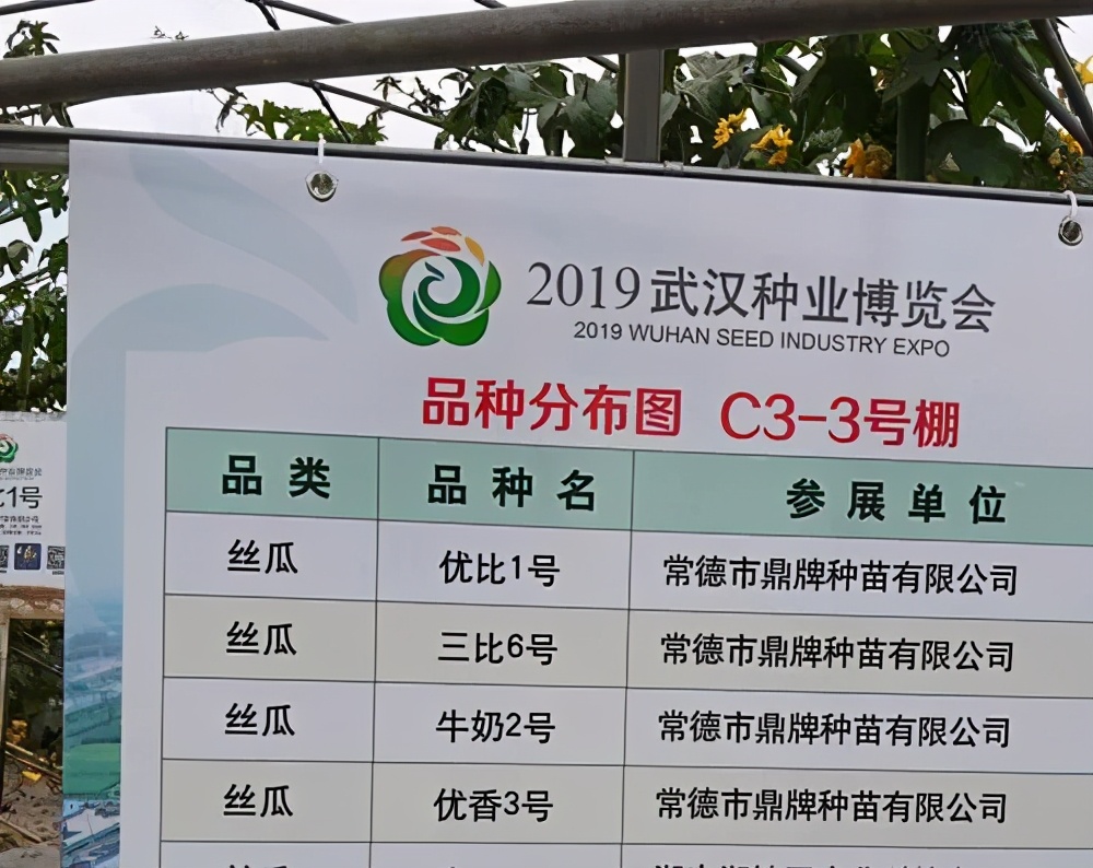 這個(gè)絲瓜畝產(chǎn)可達(dá)8000公斤，菜農(nóng)2021年致富的絲瓜品種