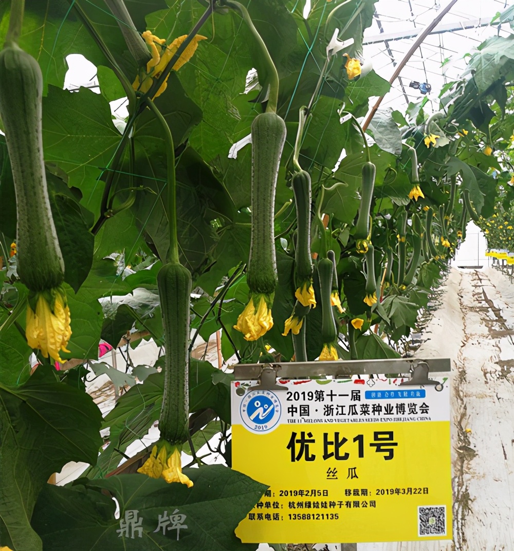 這個(gè)絲瓜畝產(chǎn)可達(dá)8000公斤，菜農(nóng)2021年致富的絲瓜品種