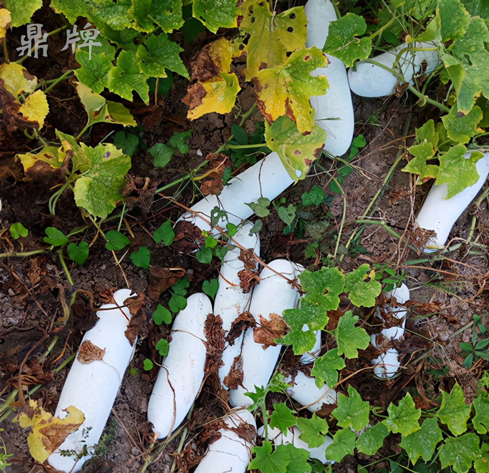 這個冬瓜品種放1年不壞，口感脆甜，多年科研就為打造這1個爆品