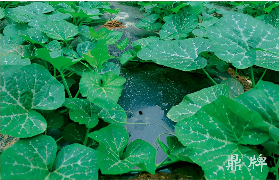 種這種綠葉菜，栽培輕松，畝產(chǎn)值過萬元，菜農(nóng)表示很劃算