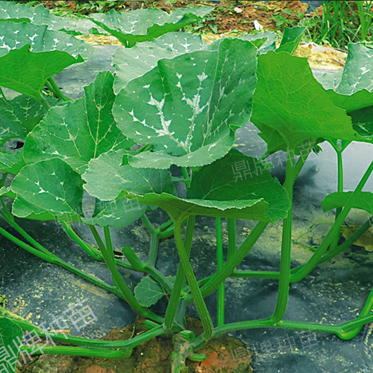 種這種綠葉菜，栽培輕松，畝產(chǎn)值過萬元，菜農(nóng)表示很劃算