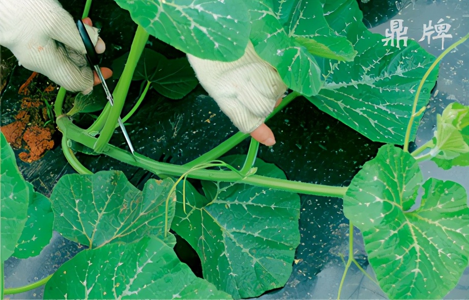 種這種綠葉菜，栽培輕松，畝產(chǎn)值過萬元，菜農(nóng)表示很劃算