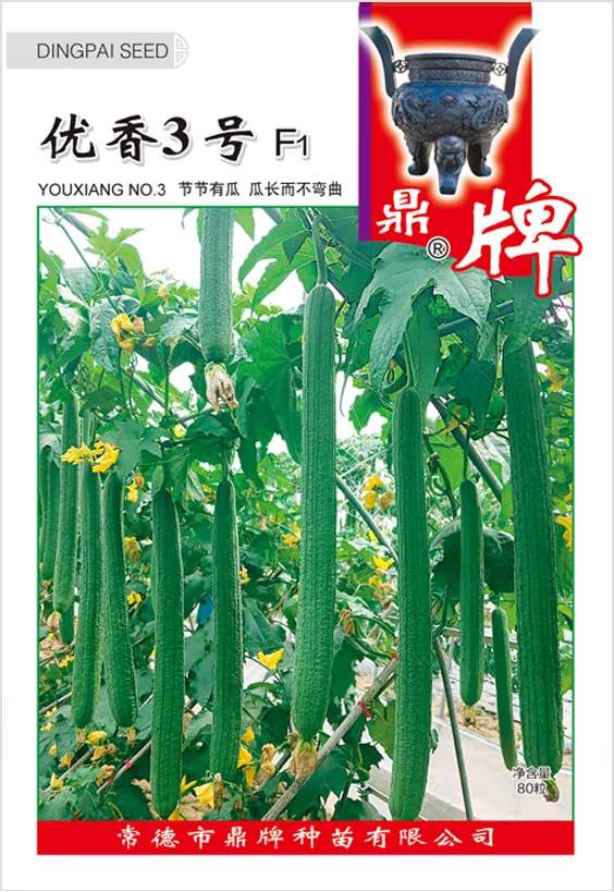 它是絲瓜種植戶的新選擇，節(jié)節(jié)有瓜，瓜長(zhǎng)而不彎曲