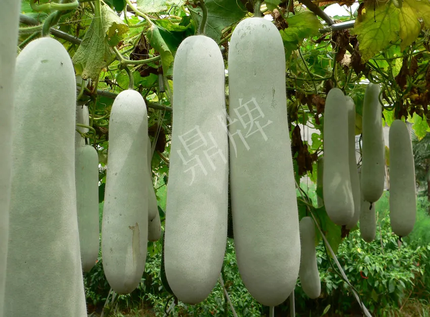 這個(gè)品種太優(yōu)秀了！耐儲(chǔ)耐運(yùn)，適合大面積種植，菜農(nóng)瓜販都喜歡