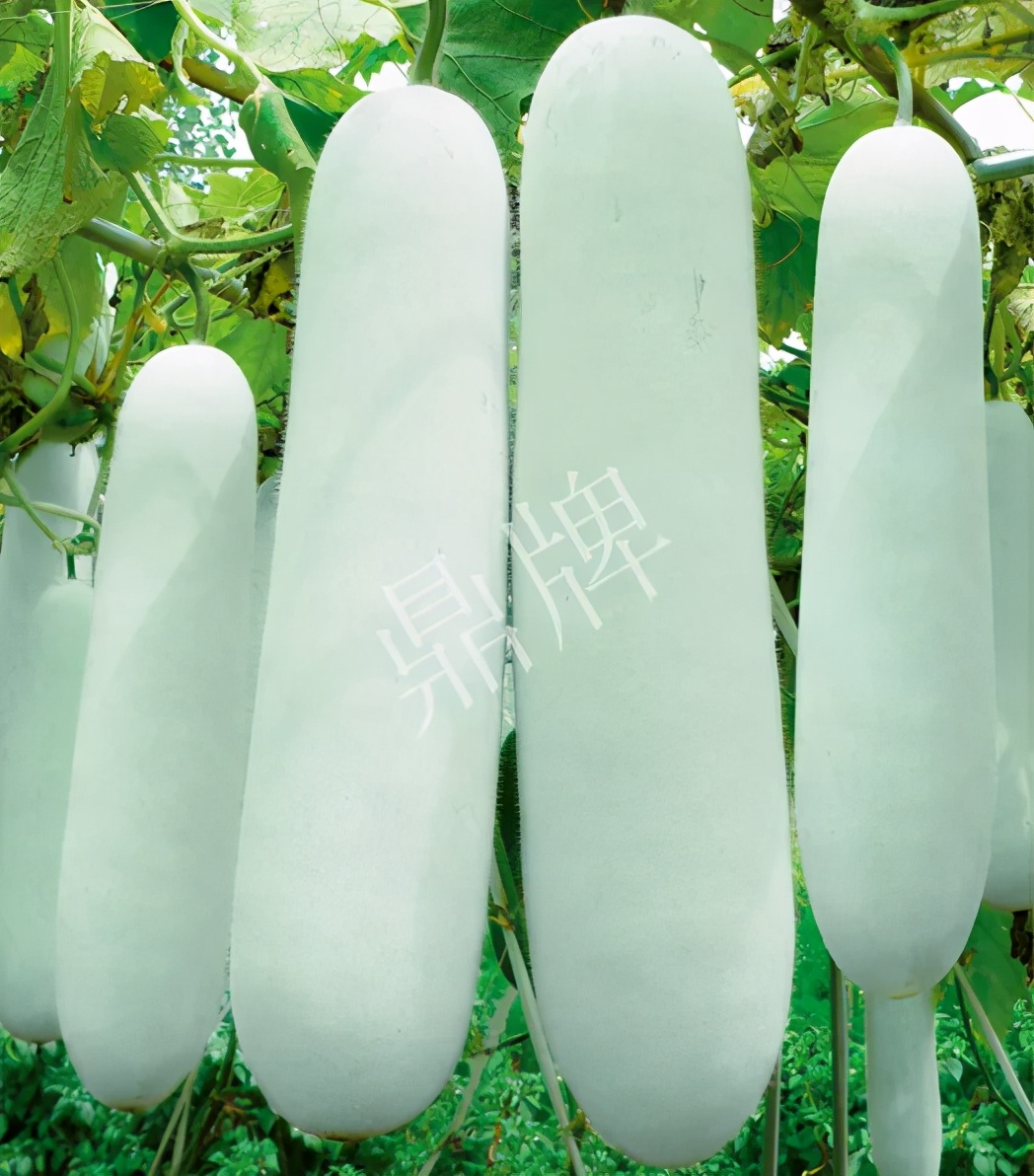 這個(gè)品種太優(yōu)秀了！耐儲(chǔ)耐運(yùn)，適合大面積種植，菜農(nóng)瓜販都喜歡