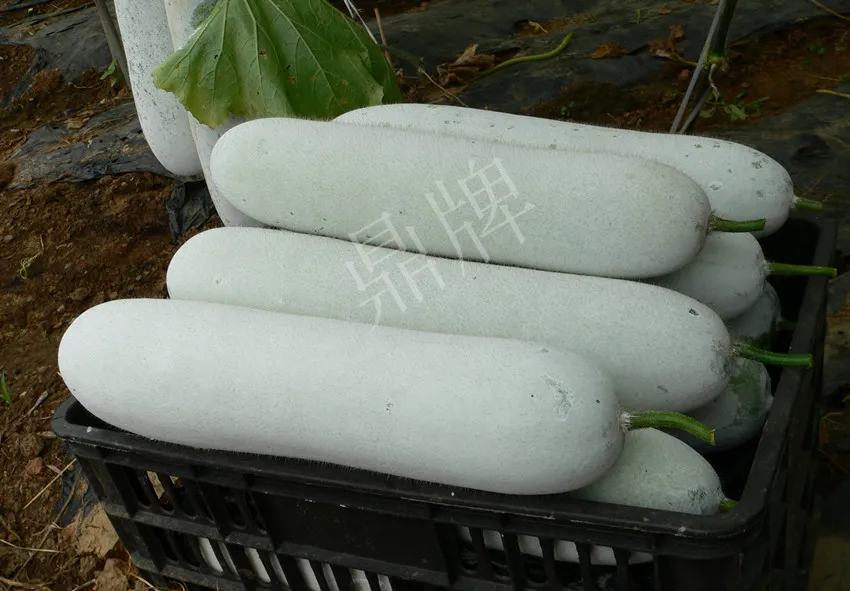 這個(gè)品種太優(yōu)秀了！耐儲(chǔ)耐運(yùn)，適合大面積種植，菜農(nóng)瓜販都喜歡