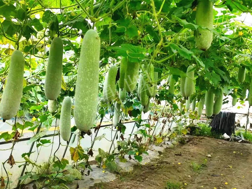 什么品種的冬瓜按個買？價格是同期黑皮冬瓜五倍