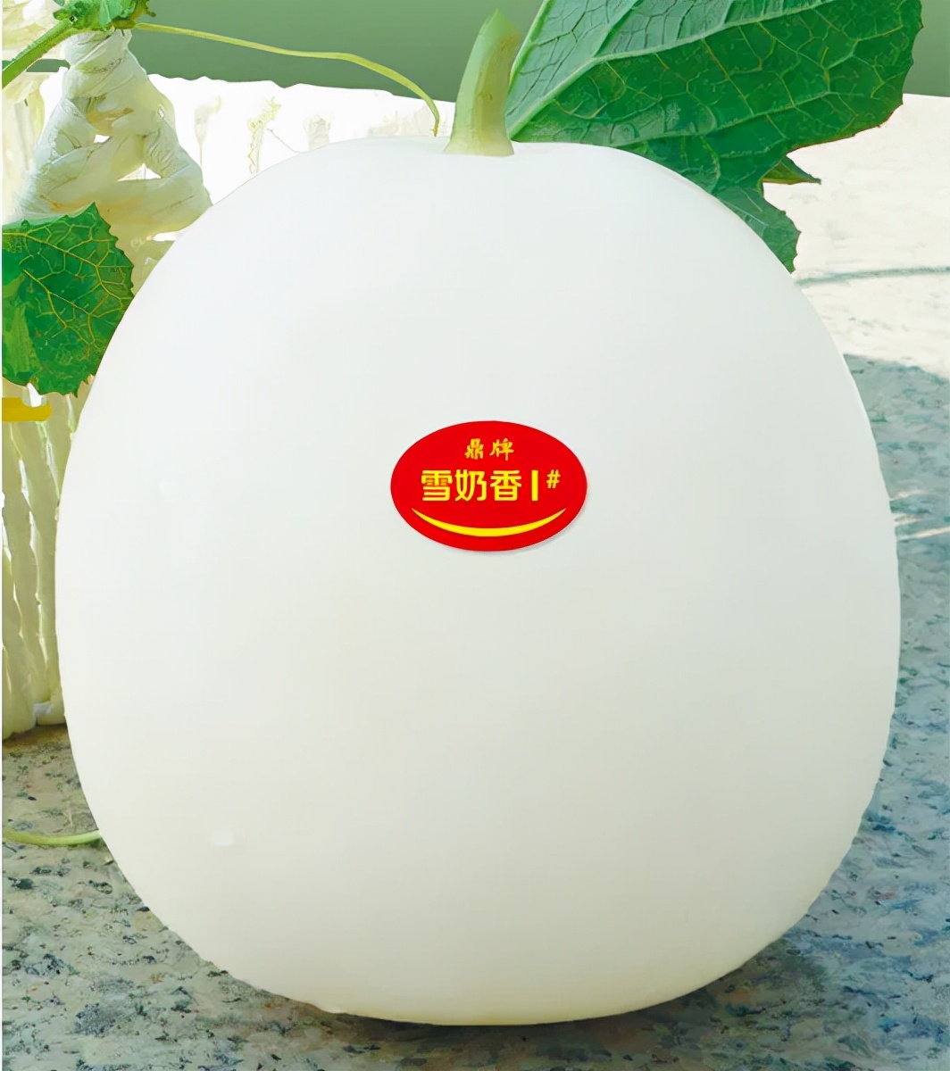 河南焦作的李向林今年種植甜瓜新品種，客戶直接拉貨走人