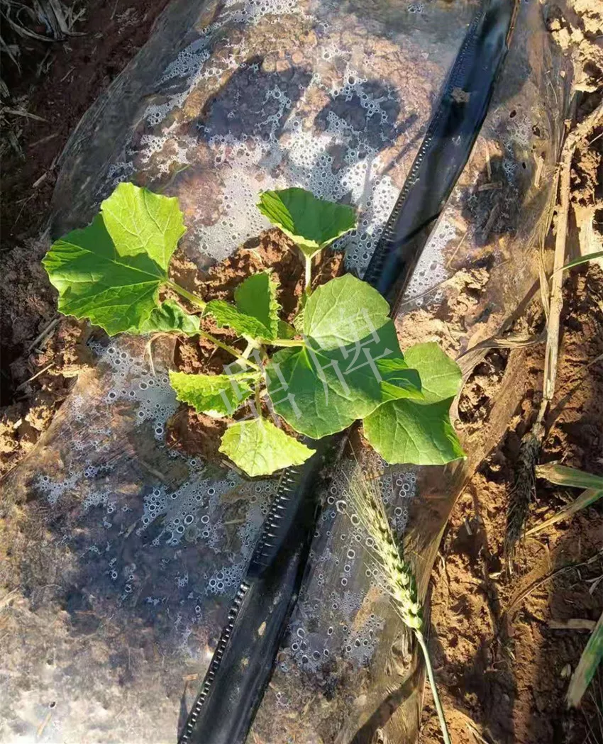 河南焦作的李向林今年種植甜瓜新品種，客戶直接拉貨走人