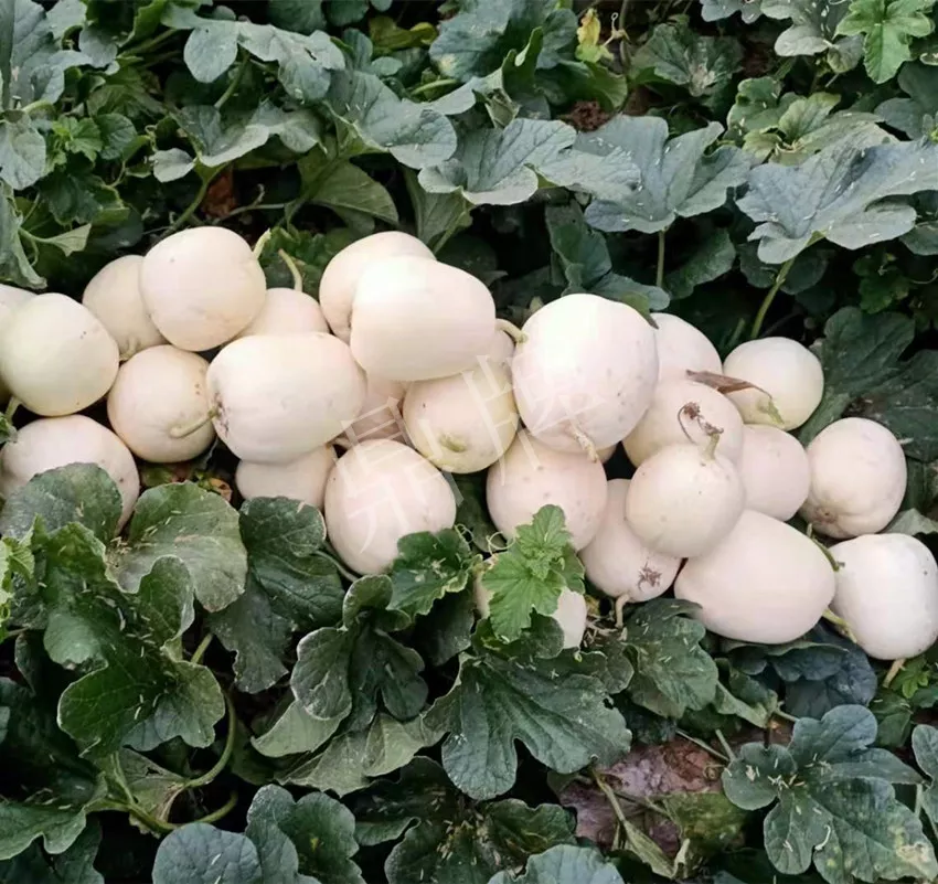 河南焦作的李向林今年種植甜瓜新品種，客戶直接拉貨走人