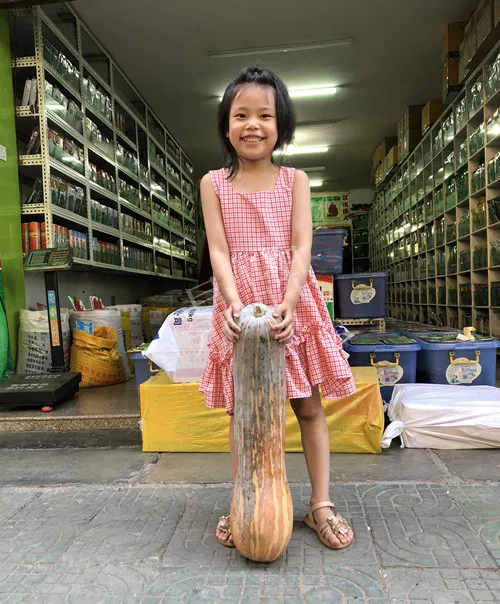 四川農(nóng)戶今年種“健美蜜本”南瓜產(chǎn)量高，品質(zhì)好，感覺巴適得很
