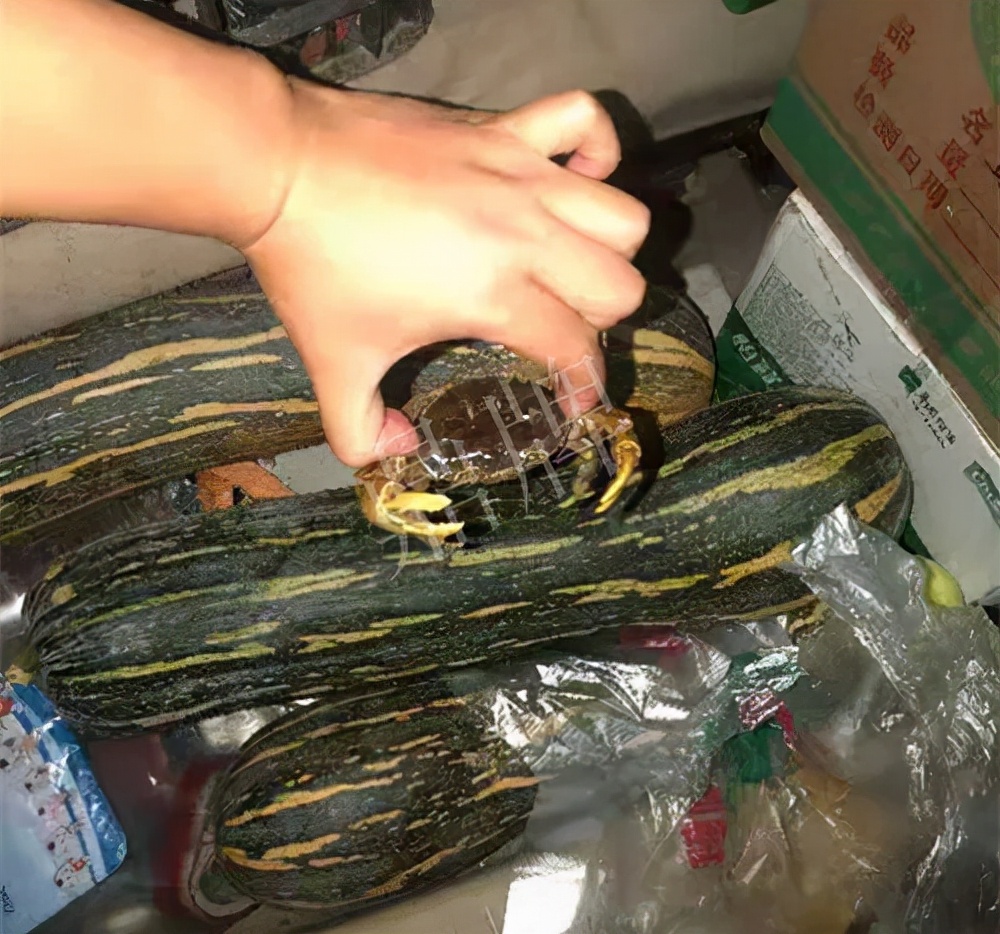 四川農(nóng)戶今年種“健美蜜本”南瓜產(chǎn)量高，品質(zhì)好，感覺巴適得很