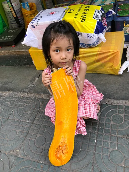 四川農(nóng)戶今年種“健美蜜本”南瓜產(chǎn)量高，品質(zhì)好，感覺巴適得很