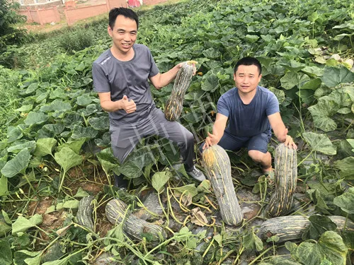 四川農(nóng)戶今年種“健美蜜本”南瓜產(chǎn)量高，品質(zhì)好，感覺巴適得很