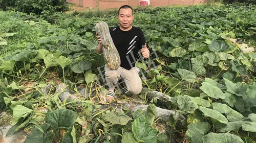 四川農(nóng)戶今年種“健美蜜本”南瓜產(chǎn)量高，品質(zhì)好，感覺巴適得很