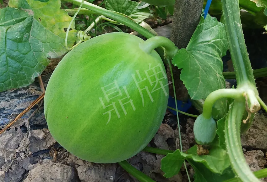 婁底瓜農(nóng)純賺50萬，我這個“張大膽”榮光了一把